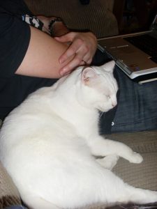 Evie on the sofa